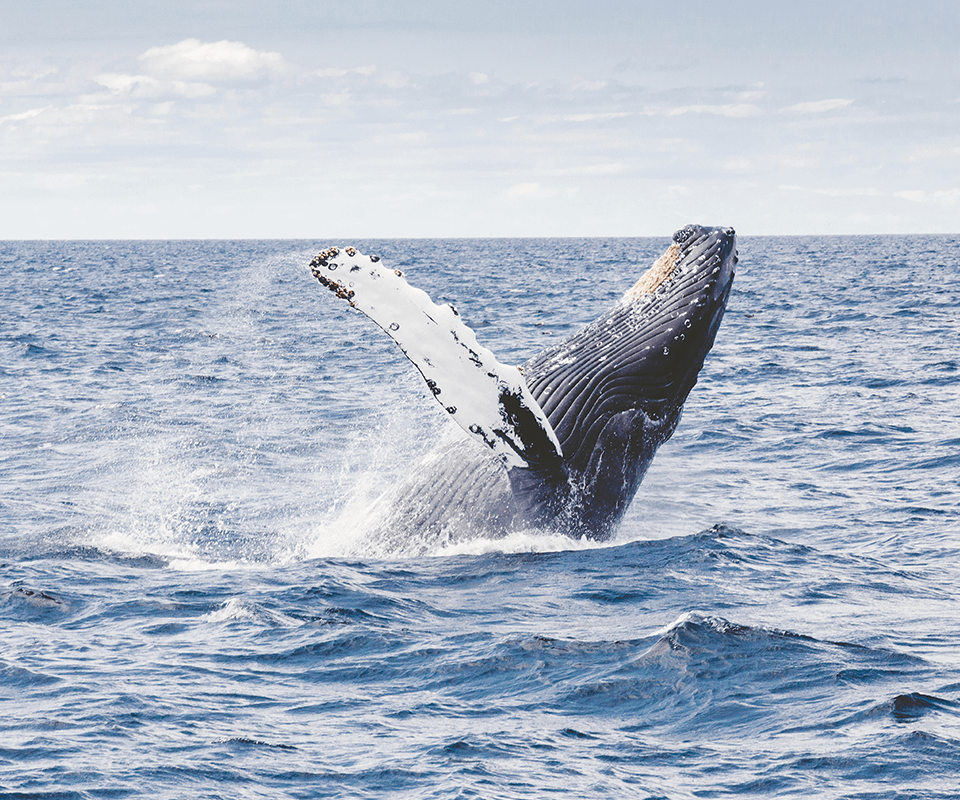 ballena
