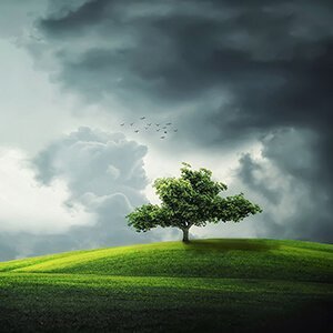 one tree planted
