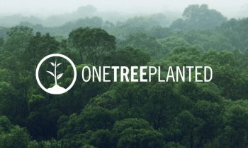 one tree planted