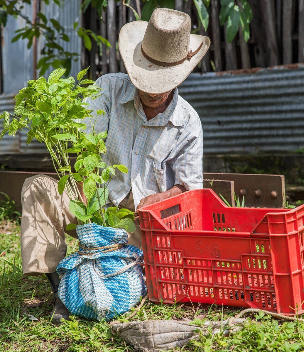 one tree planted