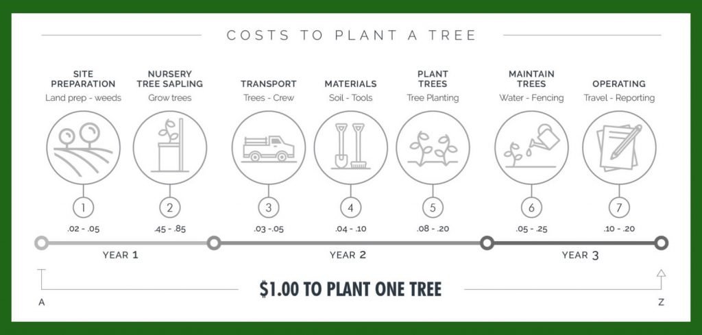 one tree planted