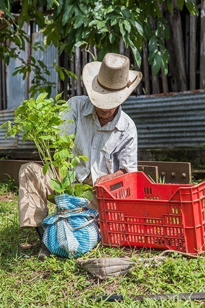 one tree planted