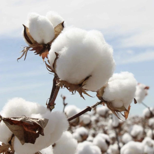 Ropa sostenible confeccionada con algodón orgánico